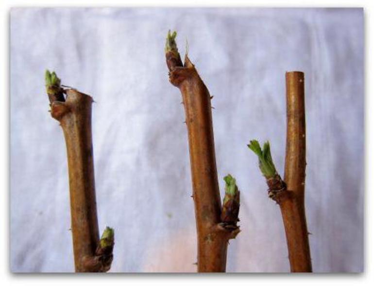 붉은 라즈베리의 번식