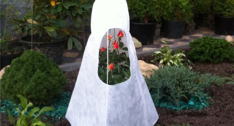 겨울철 장미를 덮는 방법