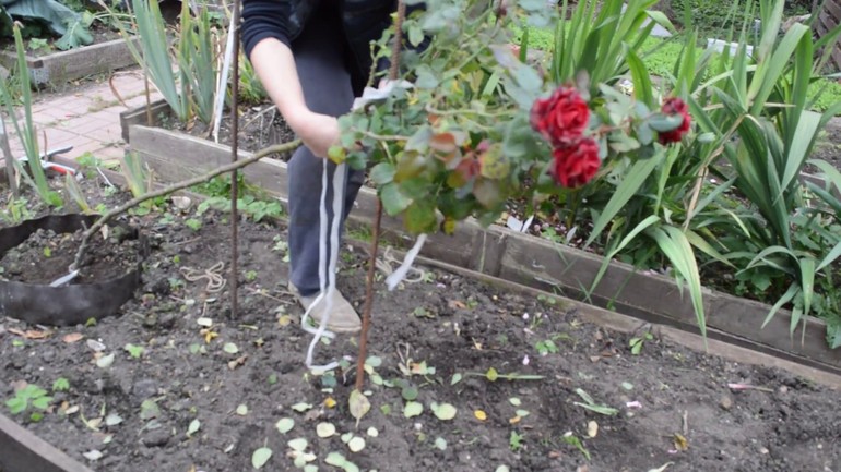 표준 장미를 덮는 규칙