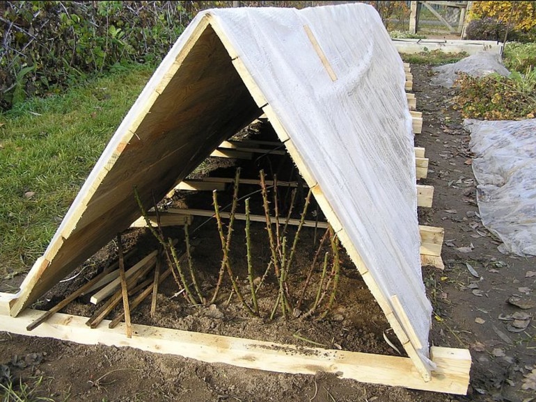 겨울철 덤불장미를 덮는 방법