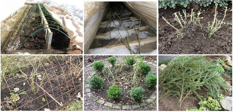 장미 보호 구조의 종류