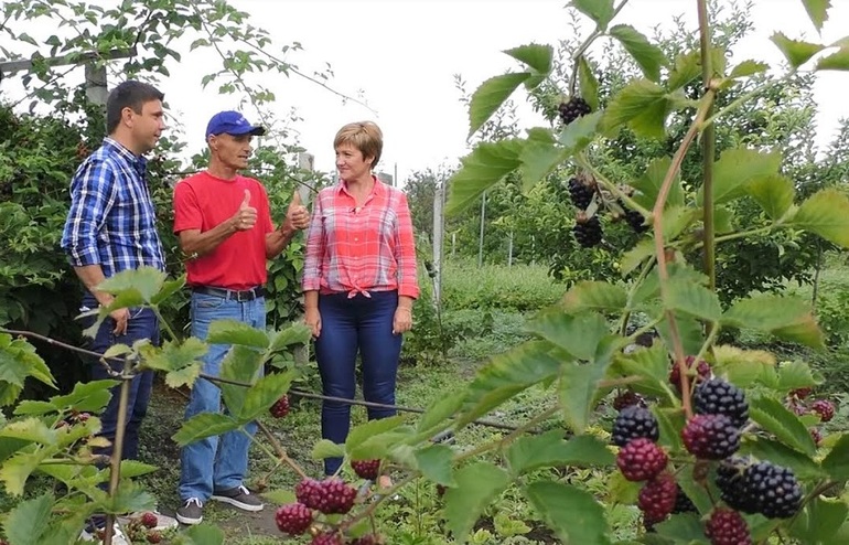 블랙베리 관리에 대한 권장 사항