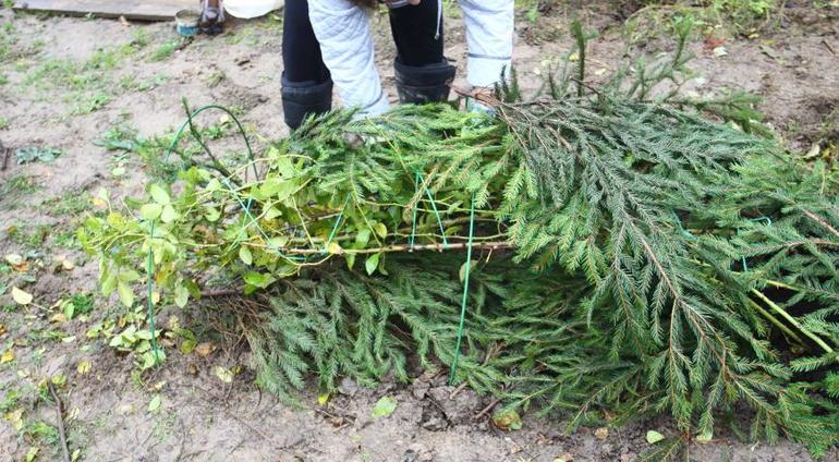 가문비나무 가지로 식물을 덮다