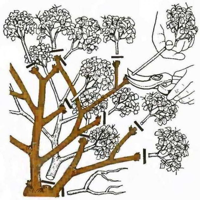 초보자를 위한 가을 수국 가지치기