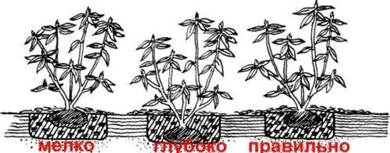 가을에 레몬탄 라즈베리 관리하기