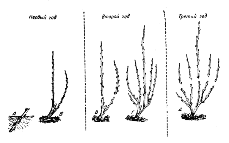 가을에 레몬탄 라즈베리 가지치기
