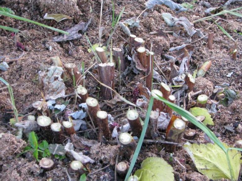 가을에 늘 열리는 라즈베리를 가지치는 방법