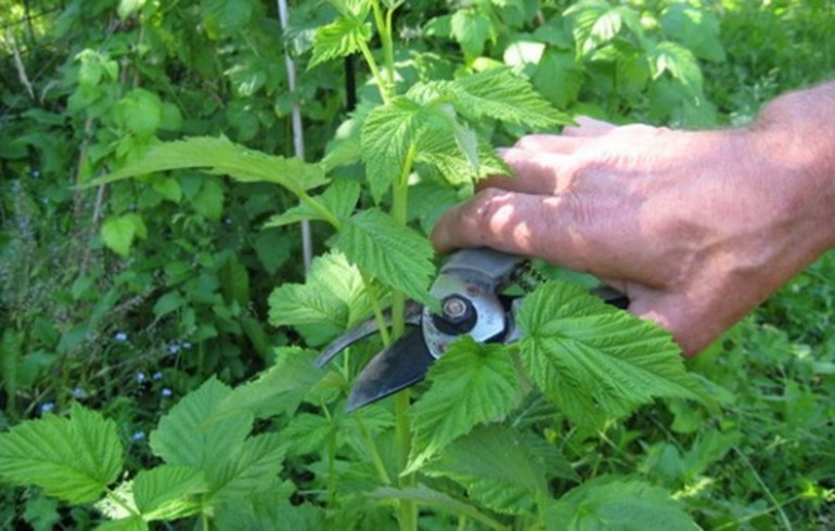 가을에 겨울 동안 레몬탄 라즈베리를 가지치는 시기