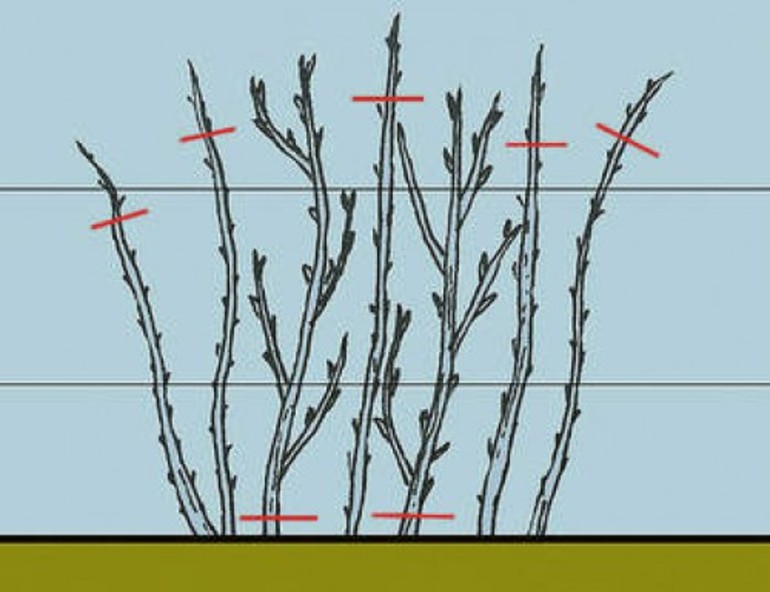 겨울 동안 레몬탄 라즈베리를 가지치는 것이 필요합니까?