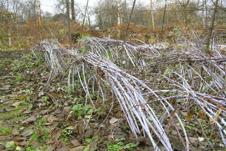 겨울 동안 레몬탄 라즈베리를 따야 합니까?