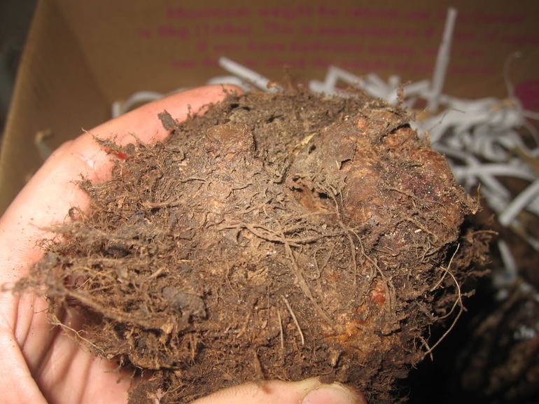 겨울철 베고니아 관리