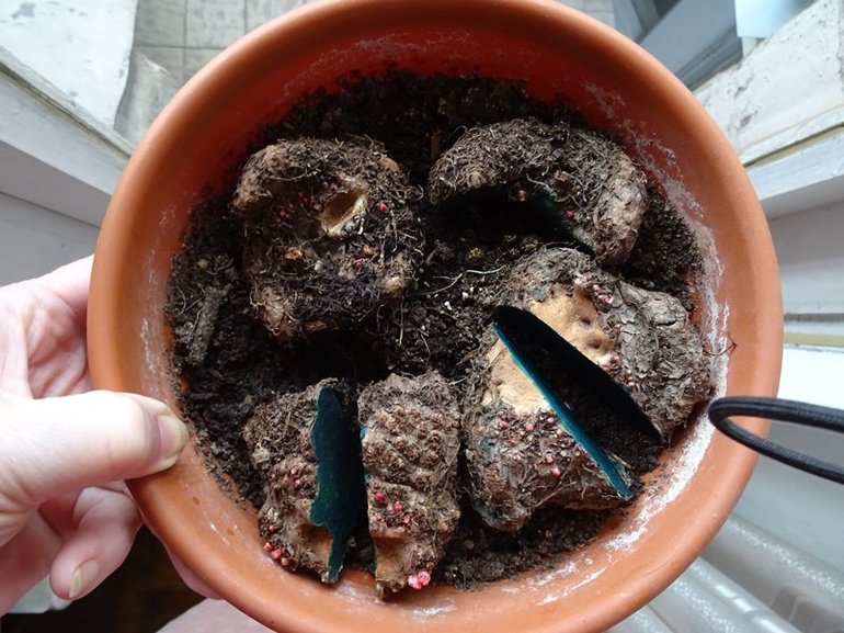 겨울철 베고니아를 어떻게 활용할까?