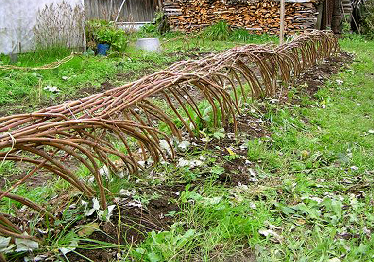 일년 내내 라즈베리 관리하기