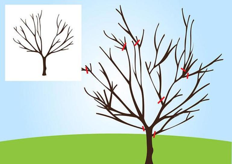 초보자를 위한 가을 배나무 가지치기 계획