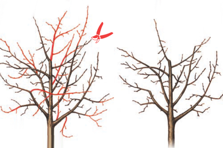 가을이나 봄에 배나무 가지치기를 할 때