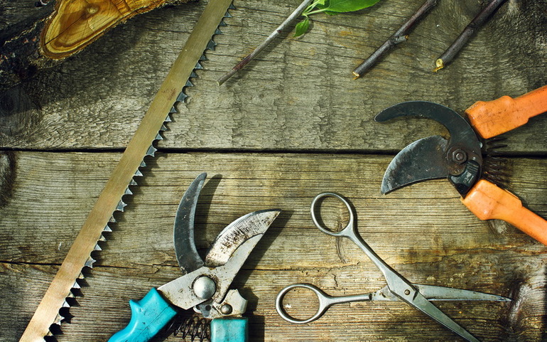 초보자를 위한 가을 배나무 가지치기