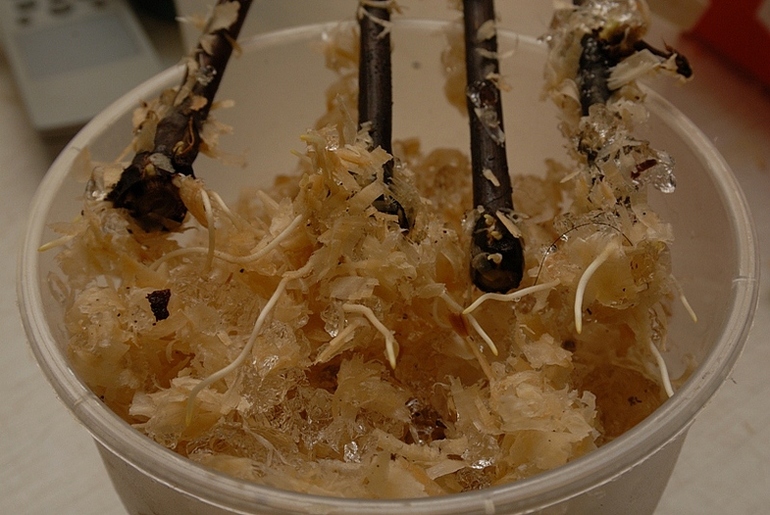 절단의 뿌리 내리기