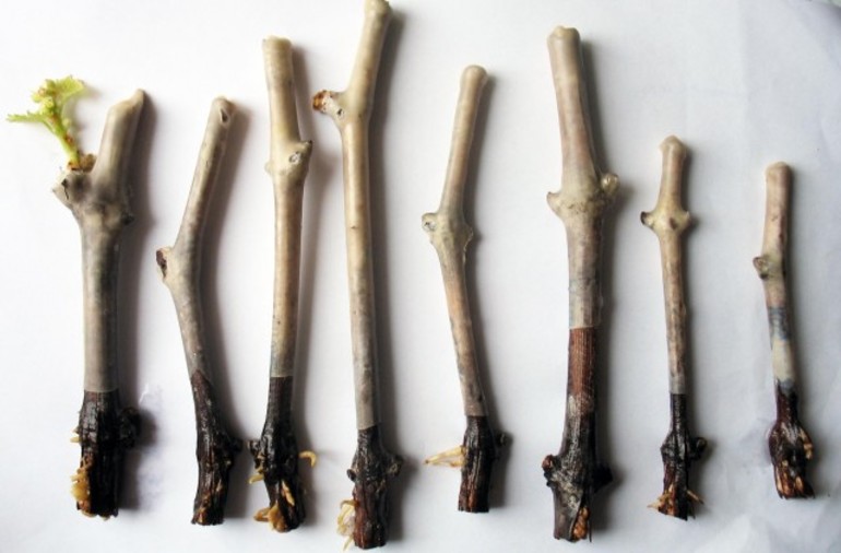 포도 꺾꽂이 직파