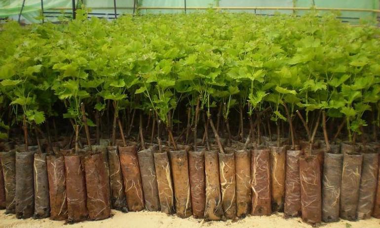 열린 땅에 절단 식물 심기