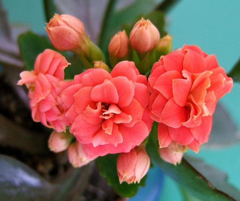 특이한 Kalanchoe blossfeldiana