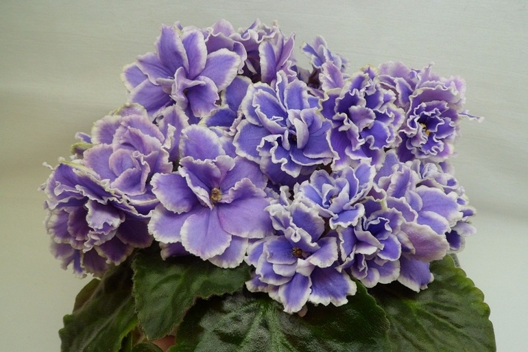 섬세한 세인트폴리아