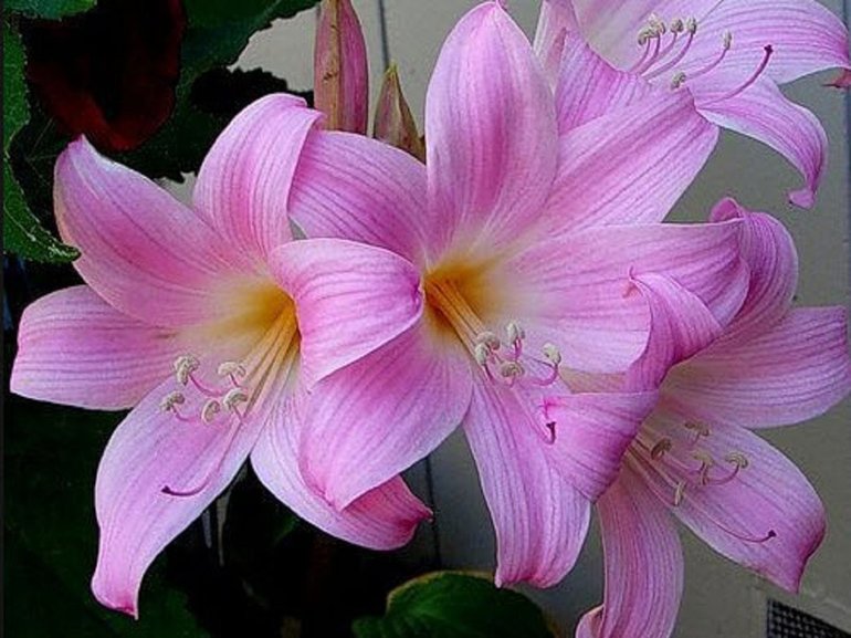 매력적인 히페아스트럼