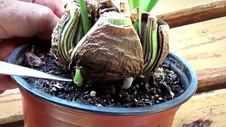 히페아스트룸 관리 지침