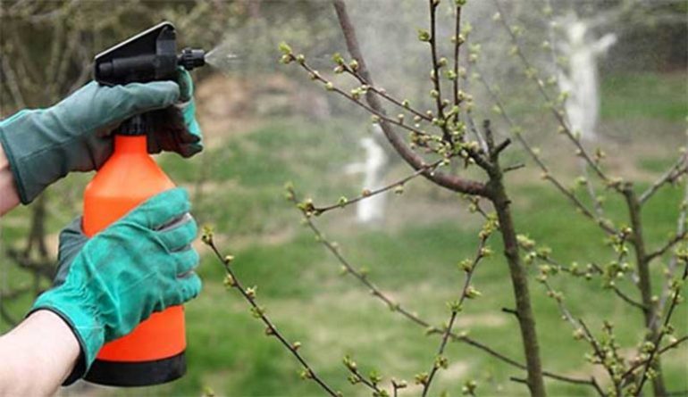 황산구리로 정원을 처리하는 방법