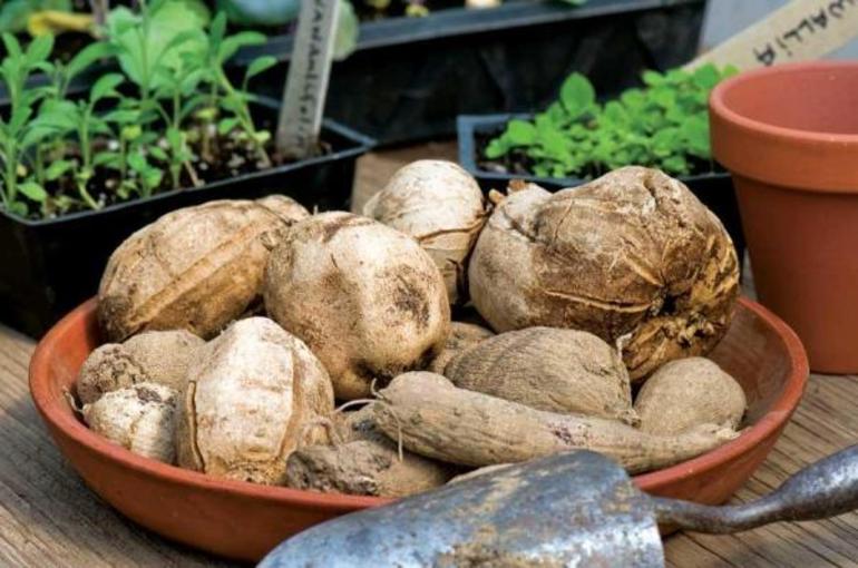 겨울 동안 달리아 보관하기