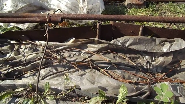 포도를 제대로 심는 것의 중요성