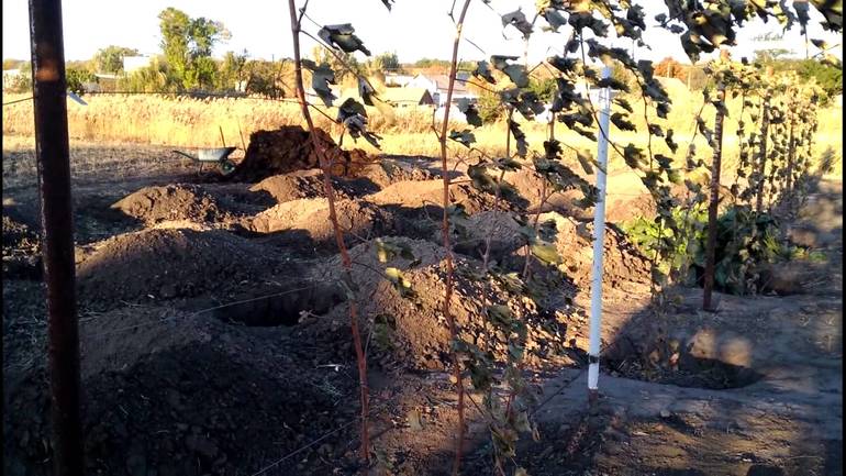 시베리아의 포도 쉼터