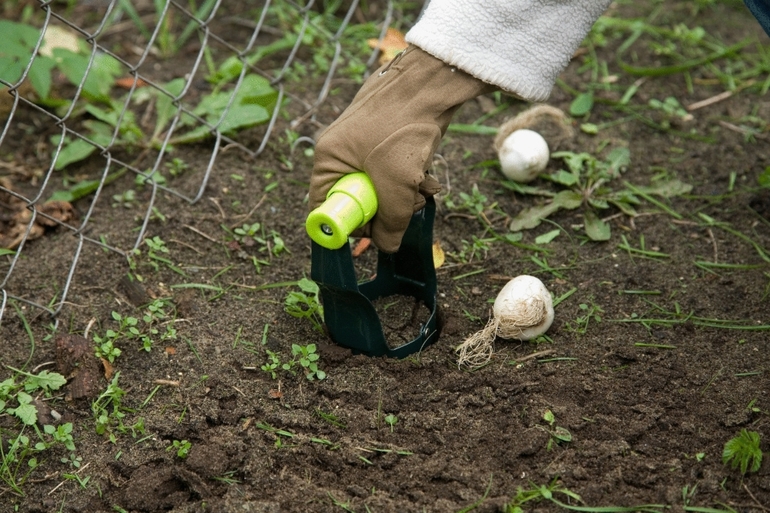 9월 꽃 심기, 번식 및 관리