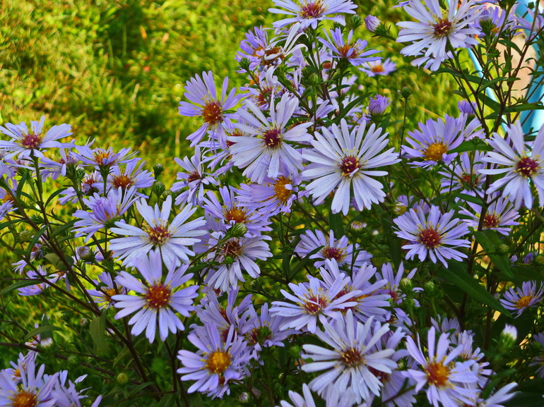 9월 백합 꽃 피는 모습