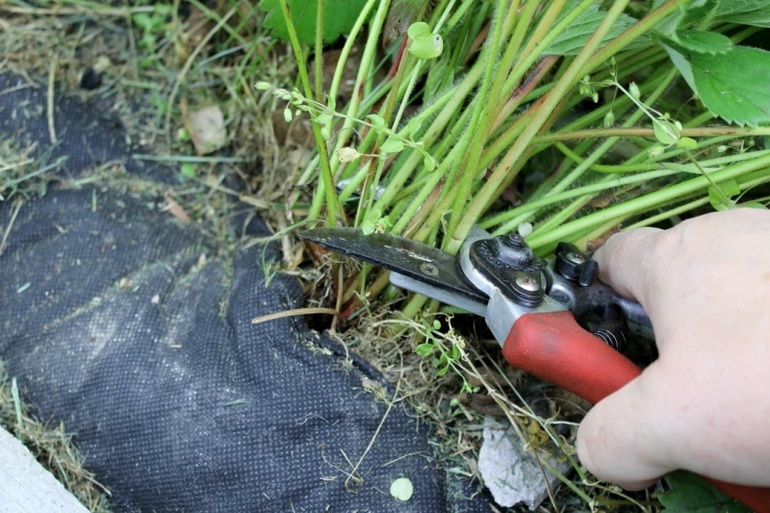 딸기 관리의 특징