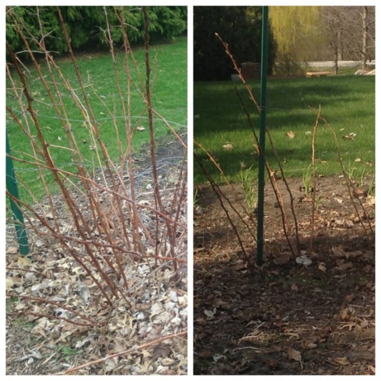 가을에 라즈베리를 올바르게 가지치는 방법