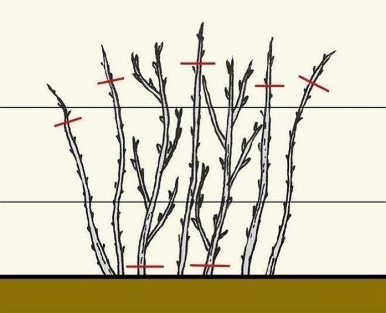 겨울철 라즈베리 가지치기 방법