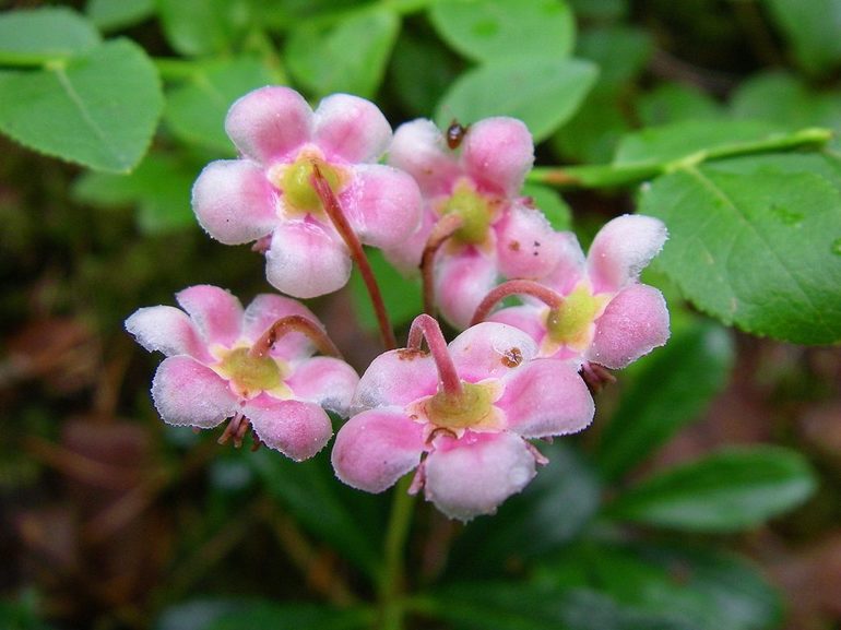 윈터그린의 약효와 금기사항