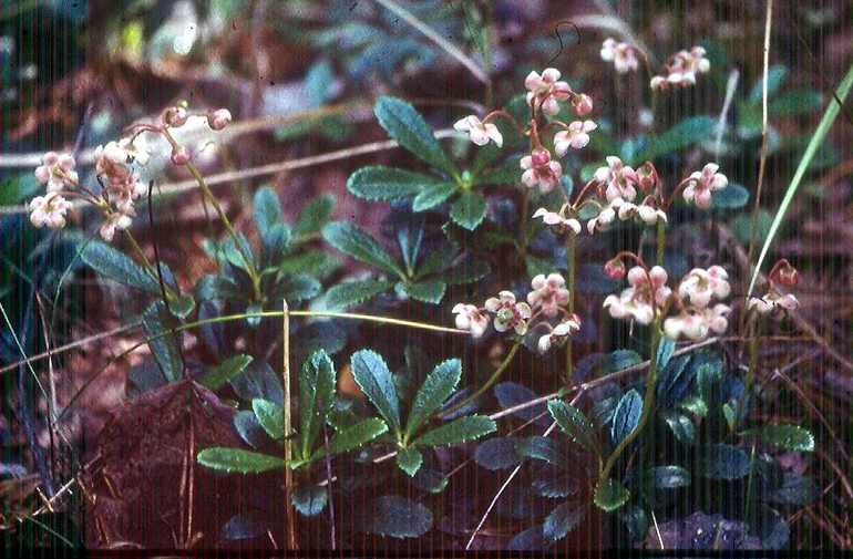 윈터그린의 약효