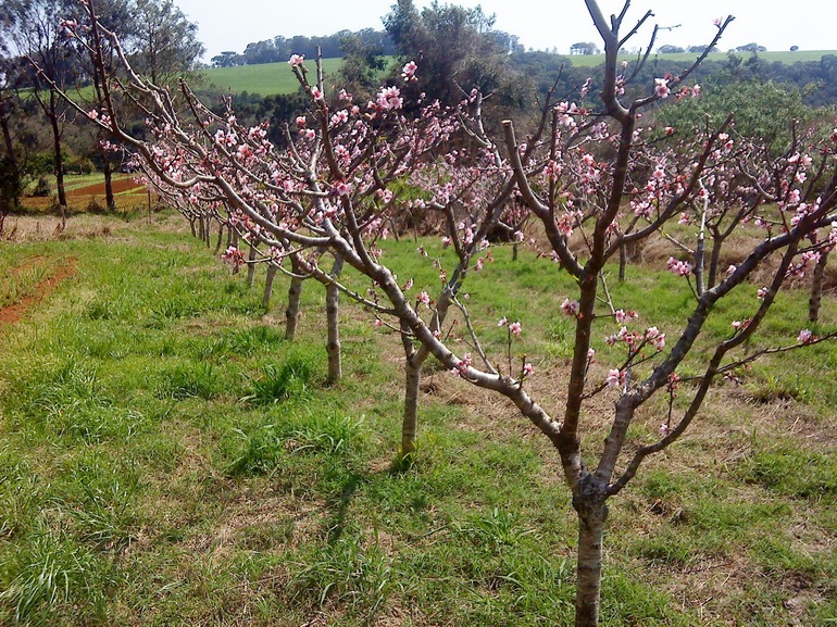 체리를 돌보는 방법