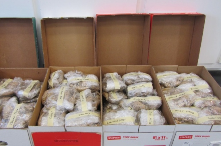 겨울철 달리아 보관 방법