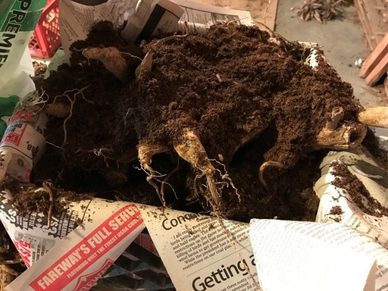 겨울철 달리아를 올바르게 보관하는 방법