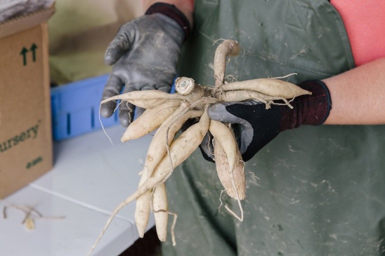 겨울철 달리아 보존 방법