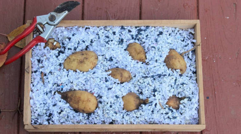 겨울철 지하실에 달리아를 보관하는 방법