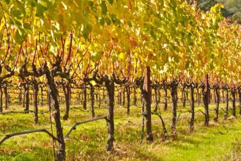 포도원 가지치기