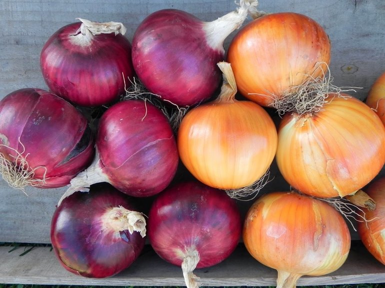 인기 있는 양파 품종