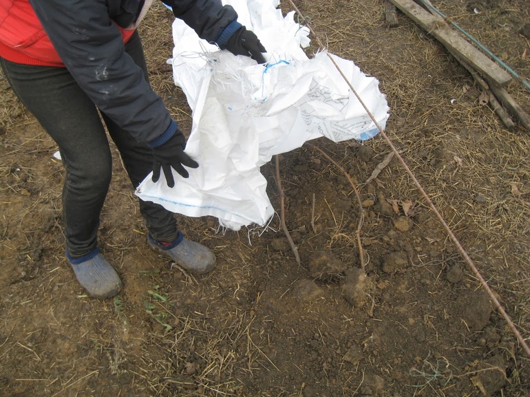 포도에서 덮개를 제거합니다.