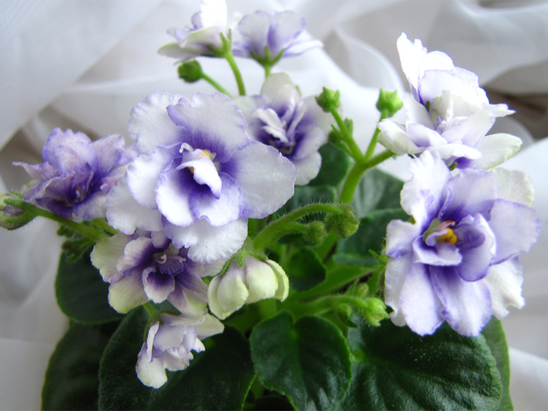 세인트폴리아 화이트 앤 블루