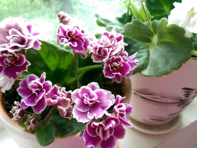 세인트폴리아 화이트라일락