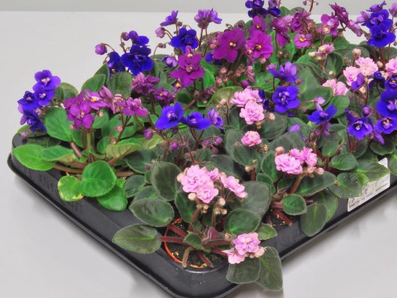 세인트폴리아의 품종