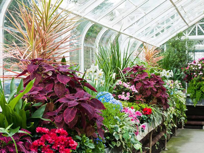 집을 위한 꽃식물